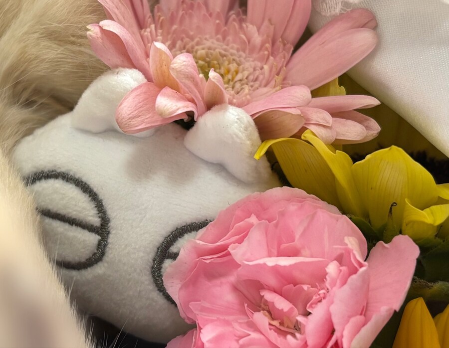 샴고양이 아즈키님은 세계의 중심) 실제모델 고양이 사망_2.jpg