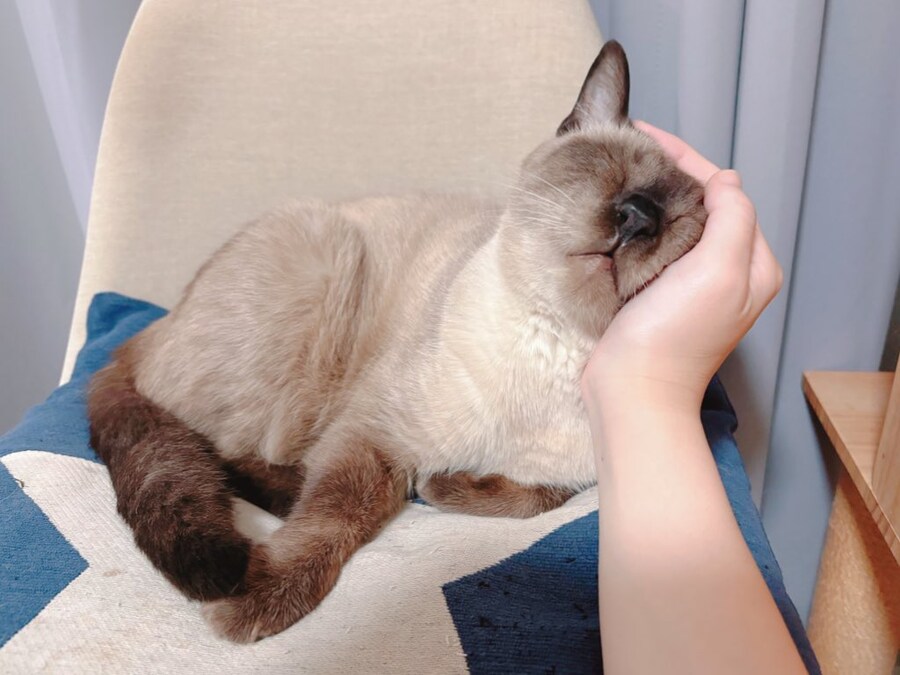 샴고양이 아즈키님은 세계의 중심) 실제모델 고양이 사망_3.jpg