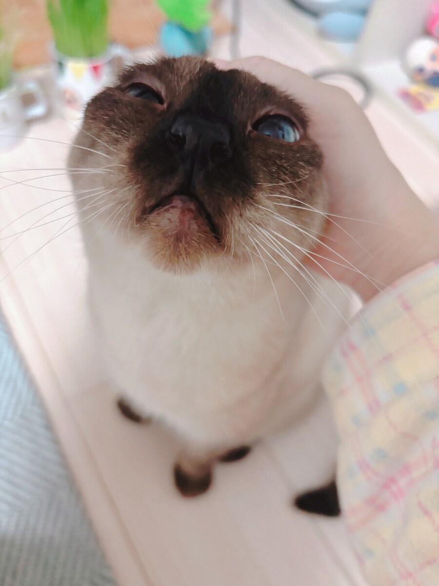 샴고양이 아즈키님은 세계의 중심) 실제모델 고양이 사망_4.jpg