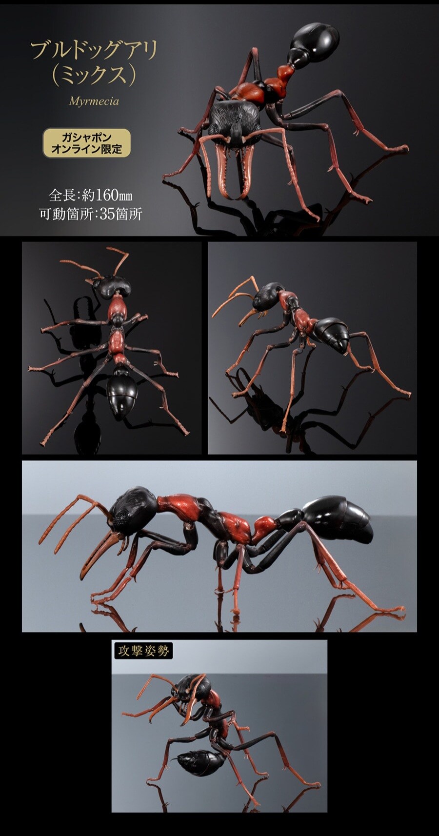 [반다이가샤폰] 생물대도감 어드밴스 불독 개미_9.jpg