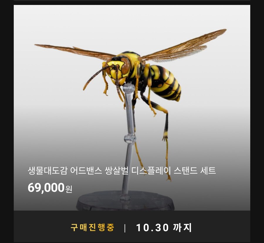 [반남코몰] 생물대도감 스콜로펜드라 알키오나, 쌍살벌_4.jpg