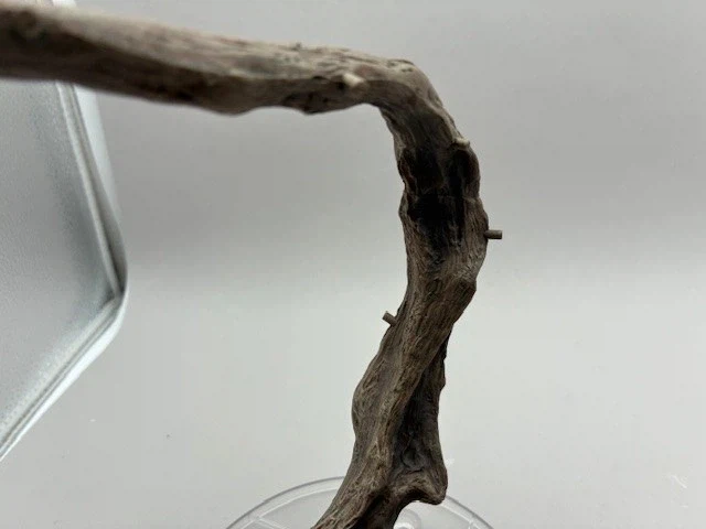 [반다이가샤폰] 생물대도감 프리미엄 베일드 카멜레온 샘플 소개_2.webp