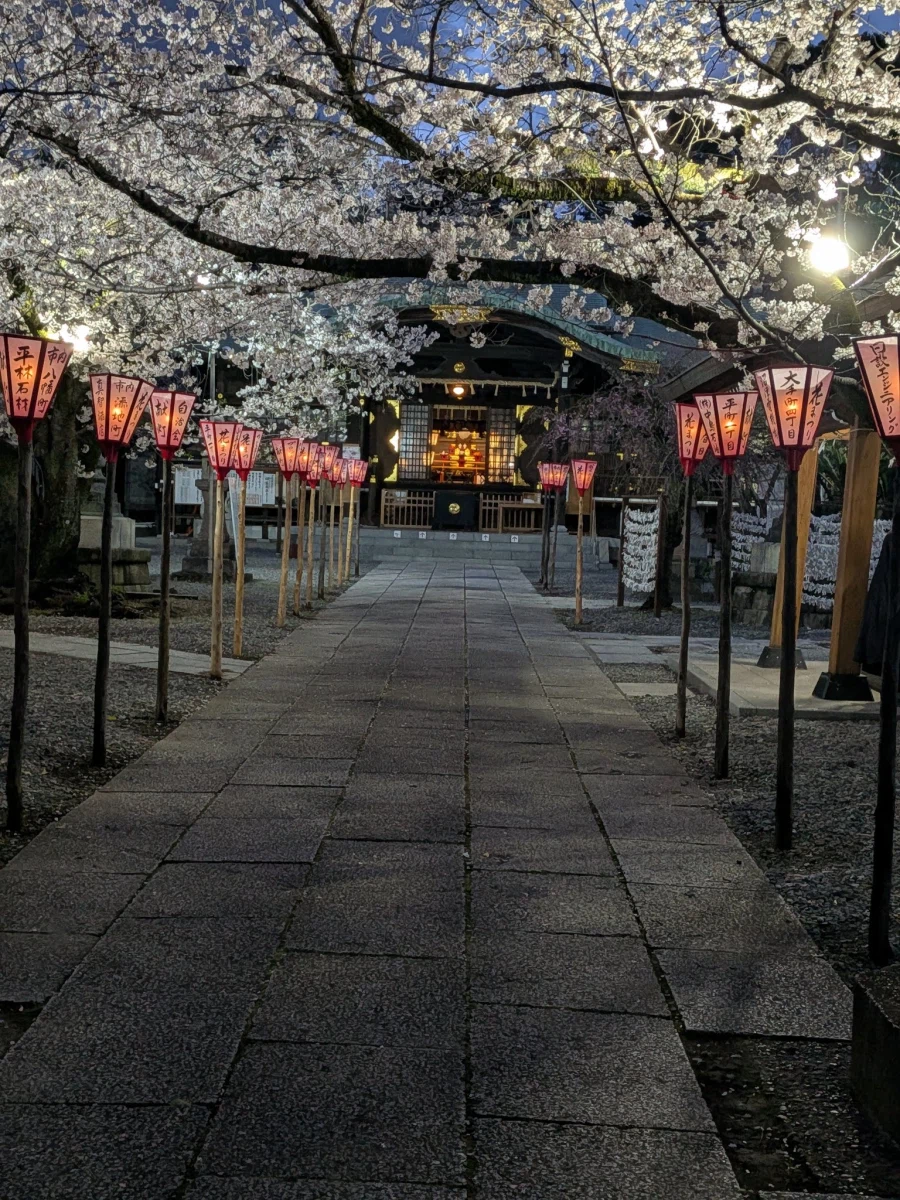 누마즈 히에 신사 벚꽃 축제 러브라이브! 선샤인!! 도안 포스터_2.webp