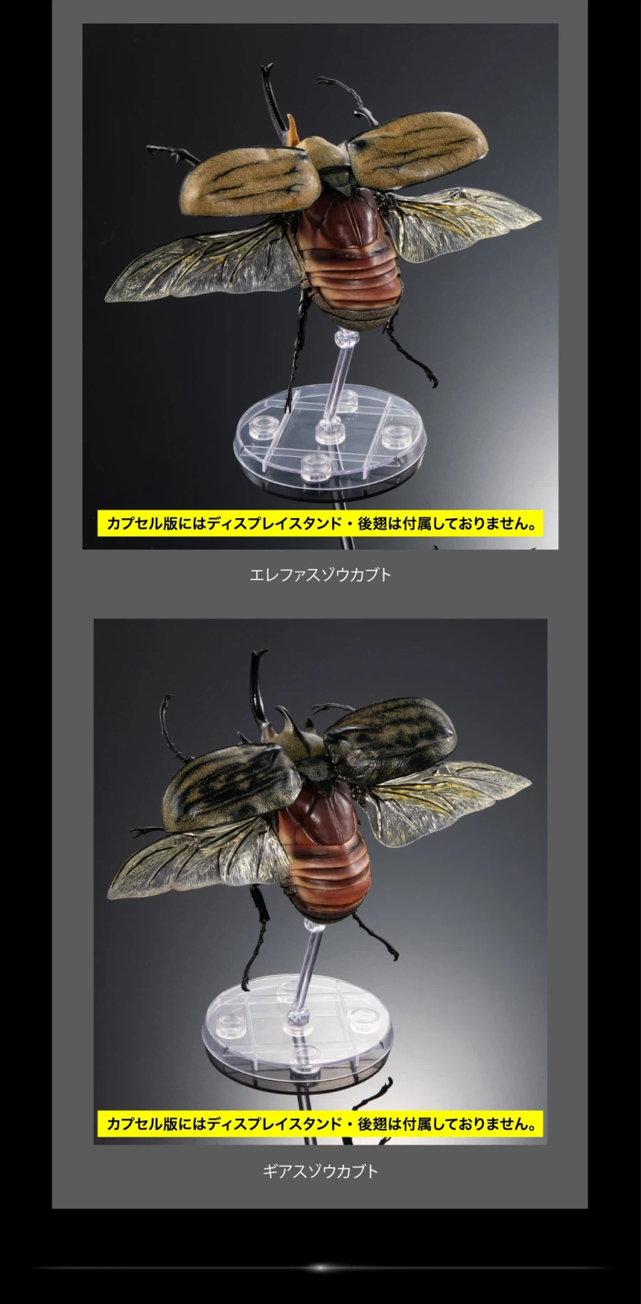 [반다이가샤폰] 생물대도감 어드밴스 카부토무시(장수풍뎅이) 04_6.webp