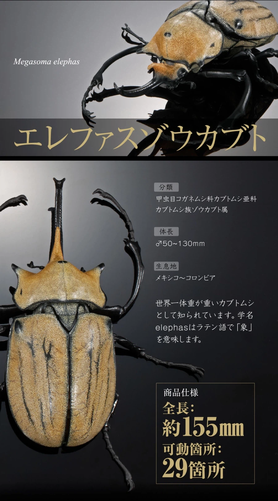 [반다이가샤폰] 생물대도감 어드밴스 카부토무시(장수풍뎅이) 04_12.webp