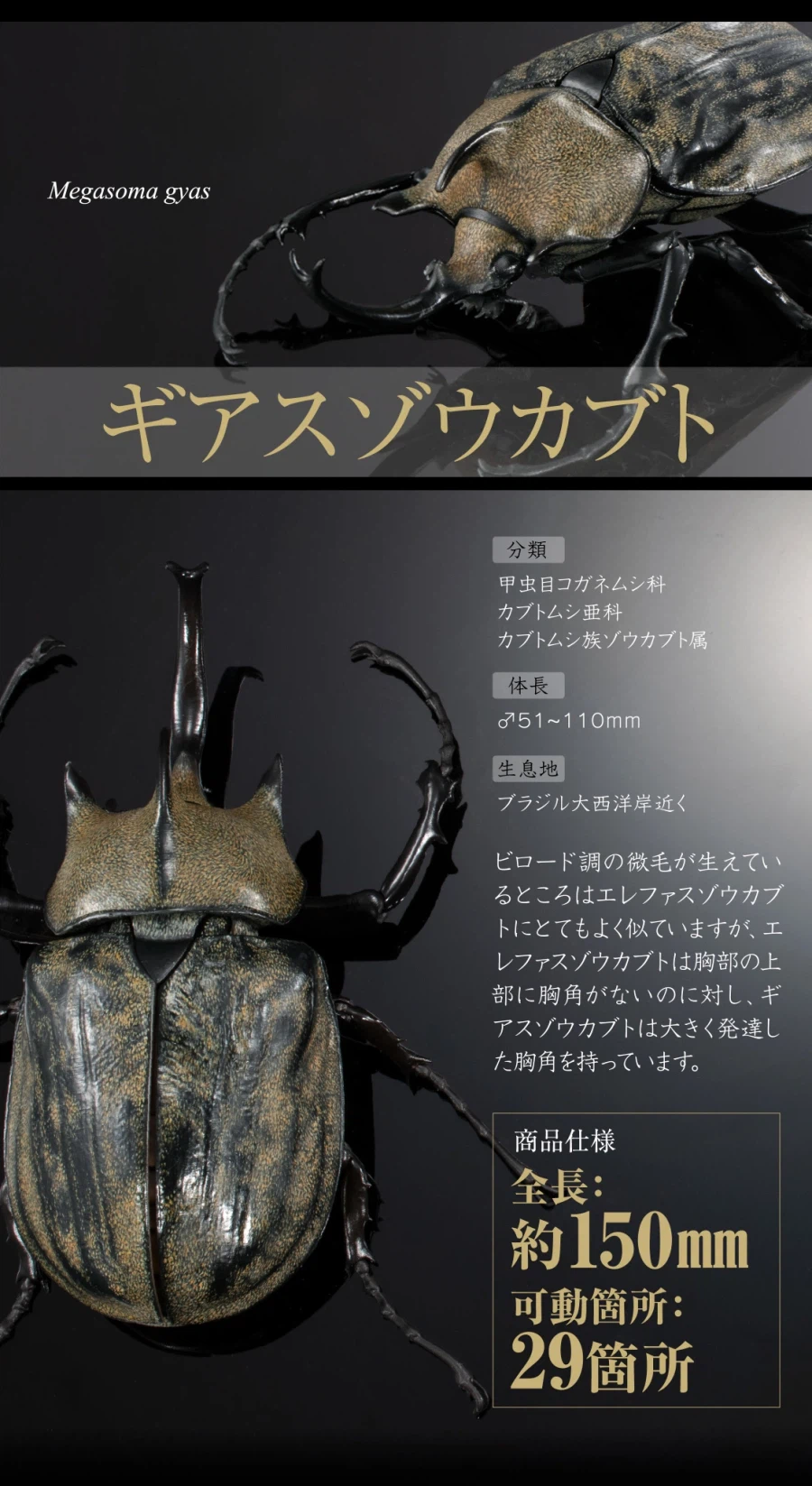 [반다이가샤폰] 생물대도감 어드밴스 카부토무시(장수풍뎅이) 04_14.webp