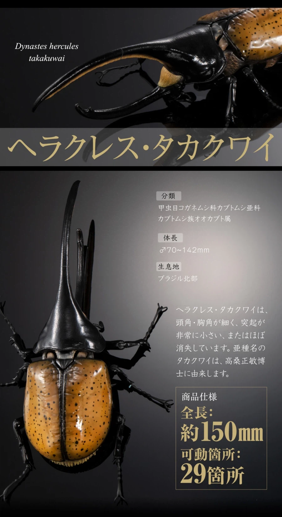 [반다이가샤폰] 생물대도감 어드밴스 카부토무시(장수풍뎅이) 04_16.webp