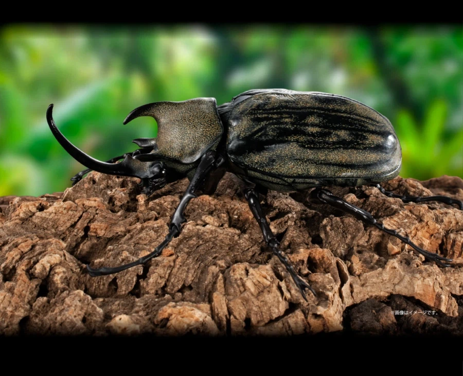 [반다이가샤폰] 생물대도감 어드밴스 카부토무시(장수풍뎅이) 04_21.webp