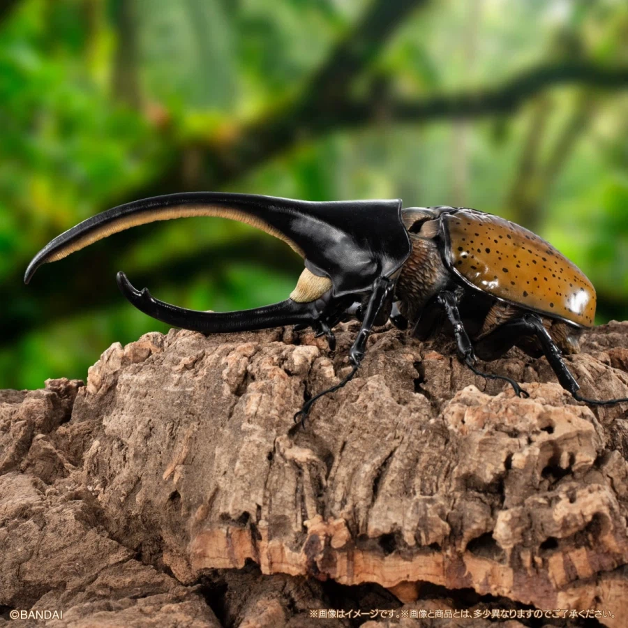 [반다이가샤폰] 생물대도감 어드밴스 카부토무시(장수풍뎅이) 04_23.webp