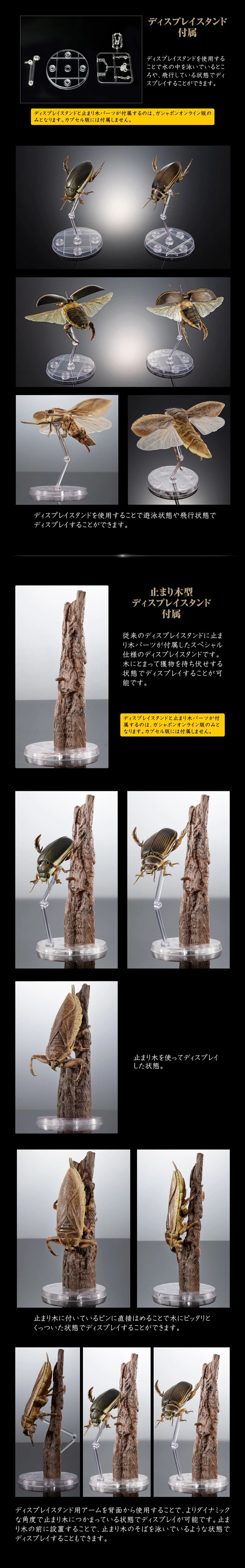 [반다이가샤폰] 생물대도감 어드밴스 수생곤충 물방개_12.webp