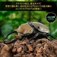 [반다이가샤폰] 생물대도감 어드밴스 카부토무시(장수풍뎅이) 04