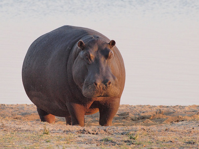 hippo2_Gusjer -800px-Hippo_at_dawn.jpg