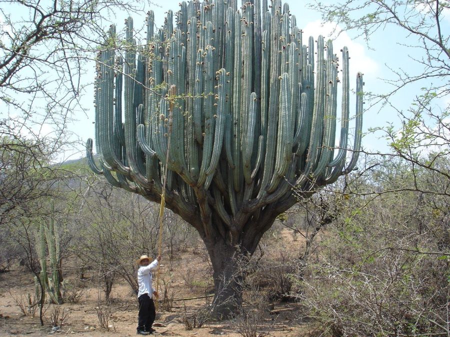 Oaxaca Mayo 2006 111.jpg