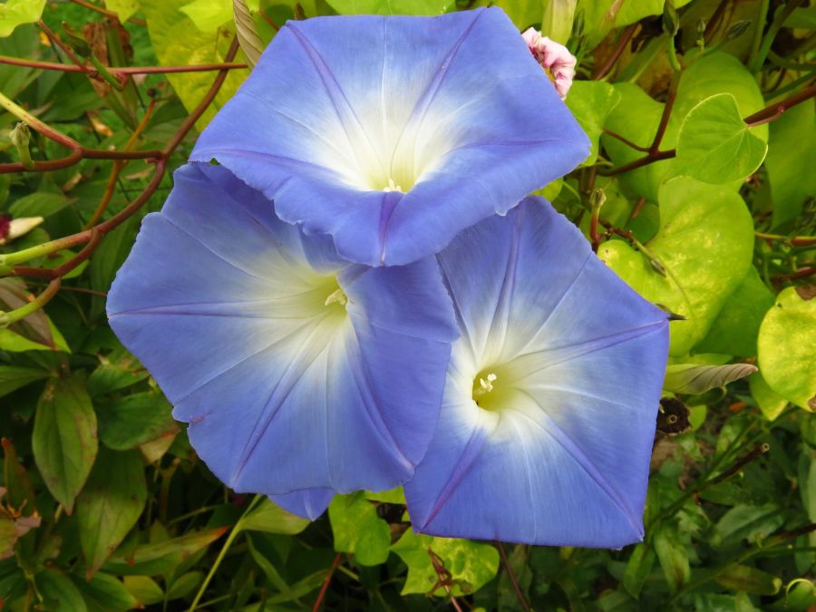 morning-glory-443338_1920.jpg