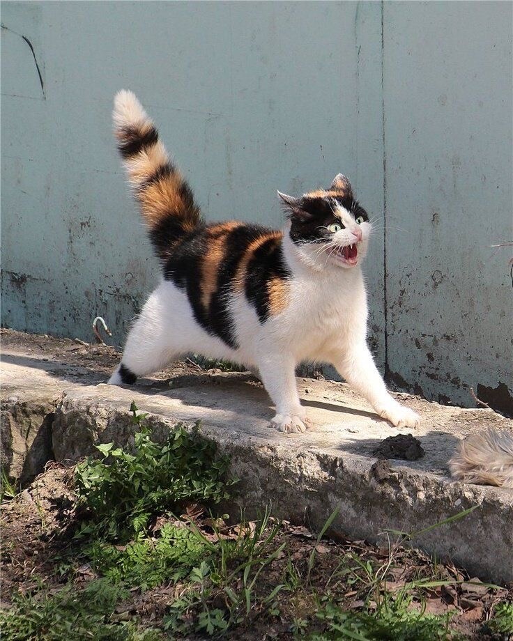 진짜 만화처럼 찍혔네_1.jpg