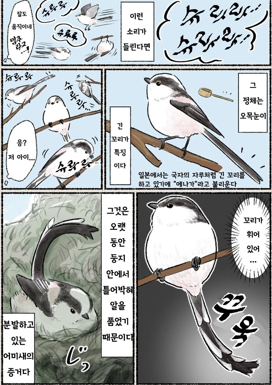 번역) 오목눈이 만화_1.jpg