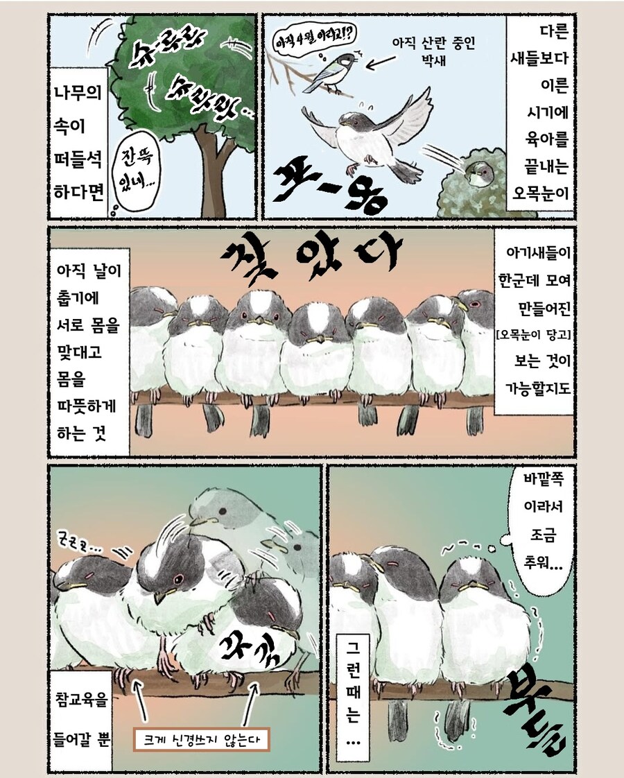 번역) 오목눈이 만화_3.jpg