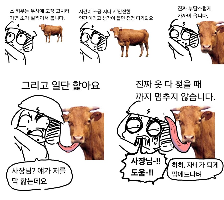 소가 다가오는 만화_1.jpg