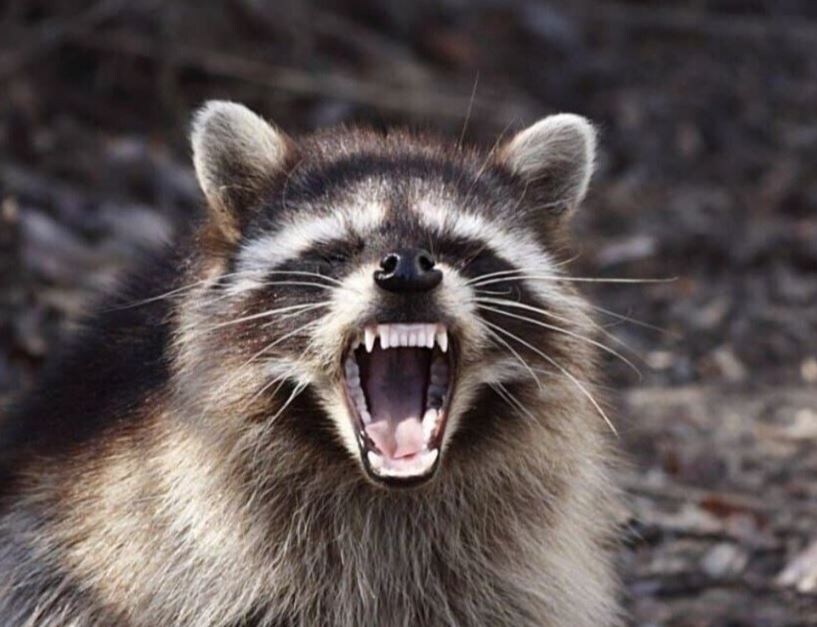 드퀘 극장판 재밌게 본 사람이 받는 형벌_1.jpg