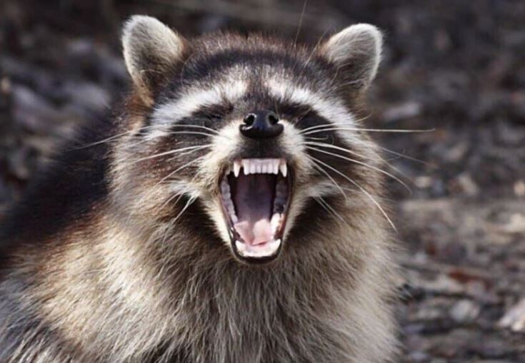 드퀘 극장판 재밌게 본 사람이 받는 형벌_3.jpg