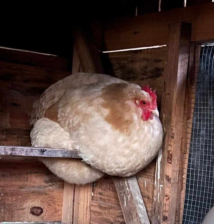 (던전밥)째즈잭 작가 신작_3.jpg