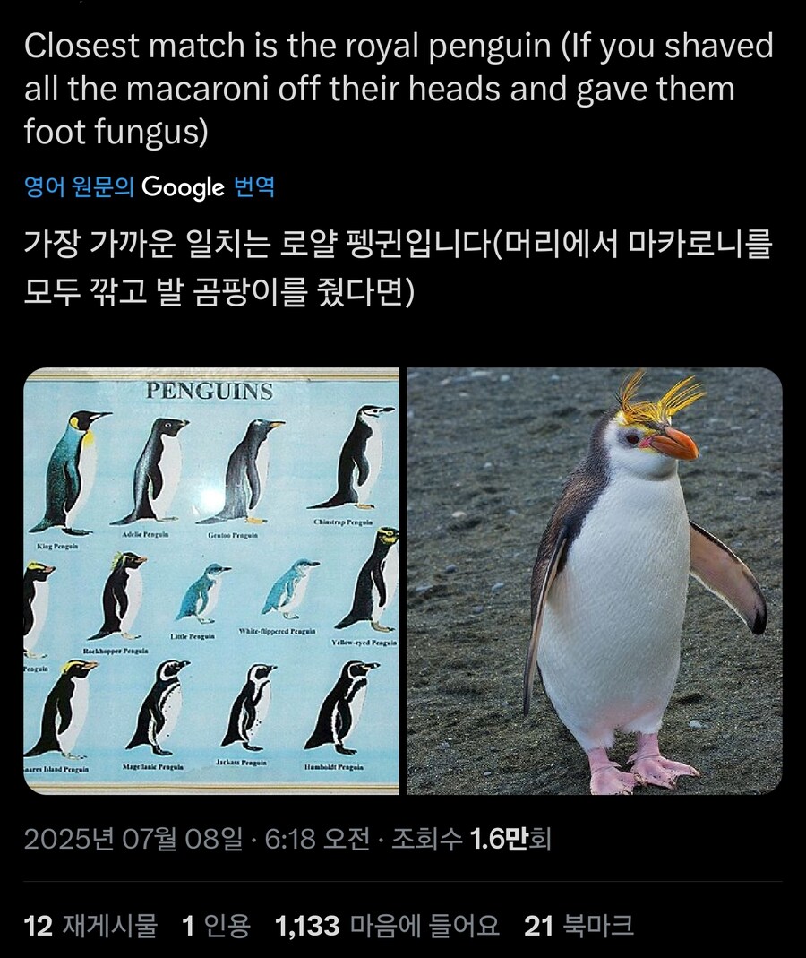 만화속 펭귄특_6.jpg