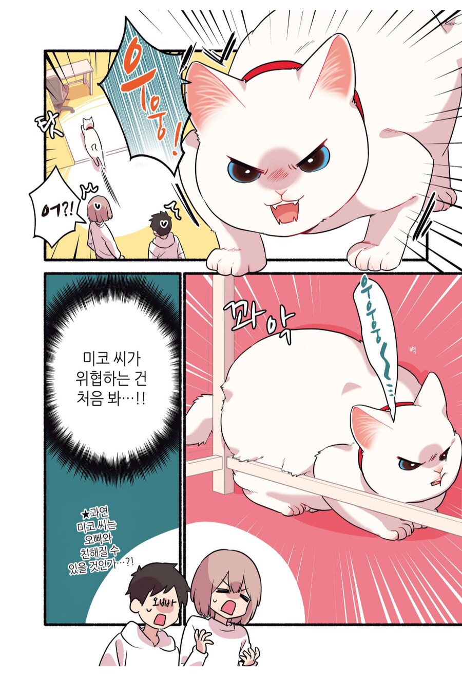 6년 동안 길거리 생활을 해온 길고양이를 입양했다.manhwa_6.png