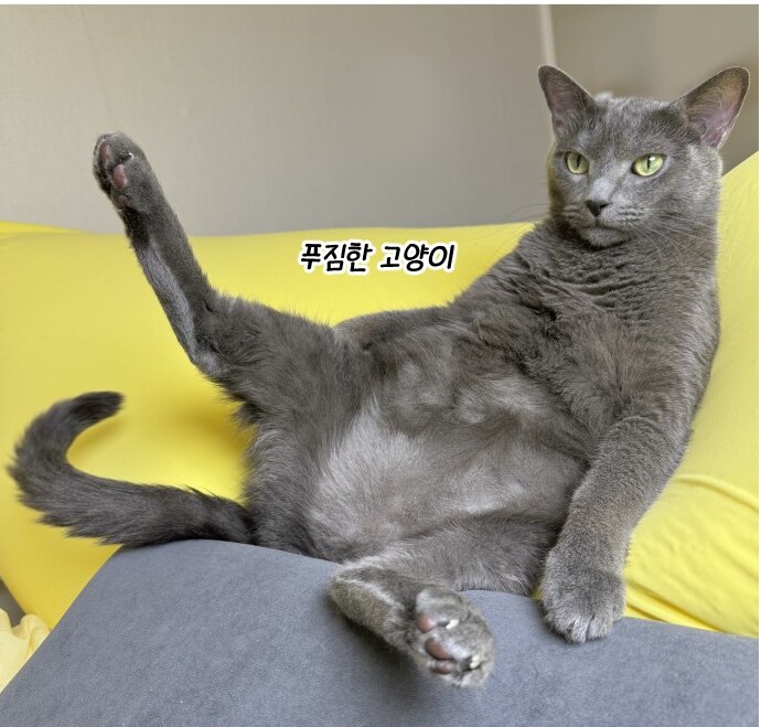 고양이가 갑자기 배가 나와서 병원에 가봤다.manhwa_18.png