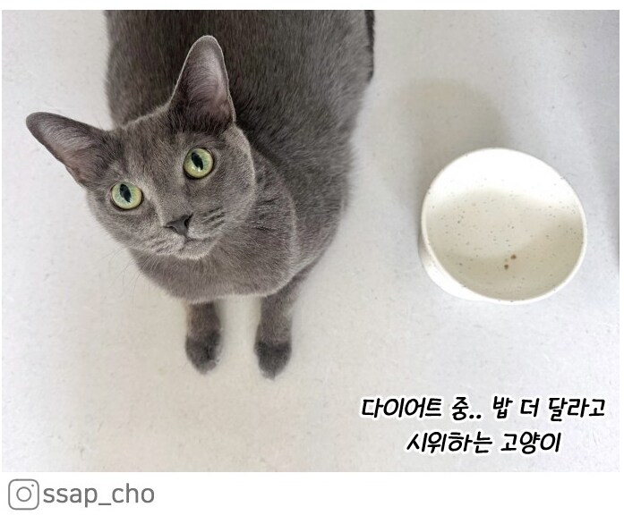 고양이가 갑자기 배가 나와서 병원에 가봤다.manhwa_19.png