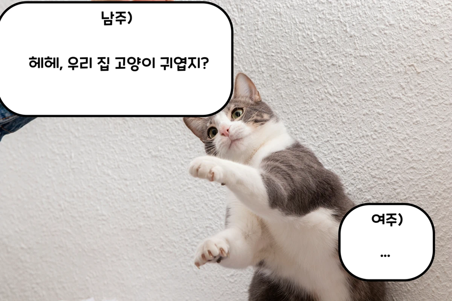 고양이 보러가는 만화_2.webp