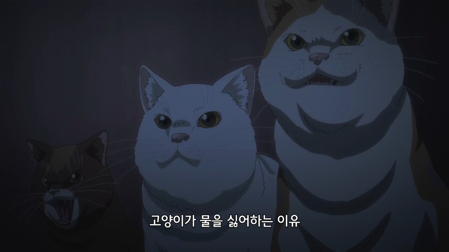 고양이가 물을 싫어하는 이유_1.jpg