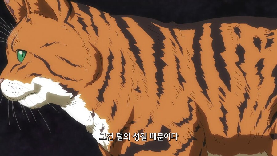 고양이가 물을 싫어하는 이유_2.jpg