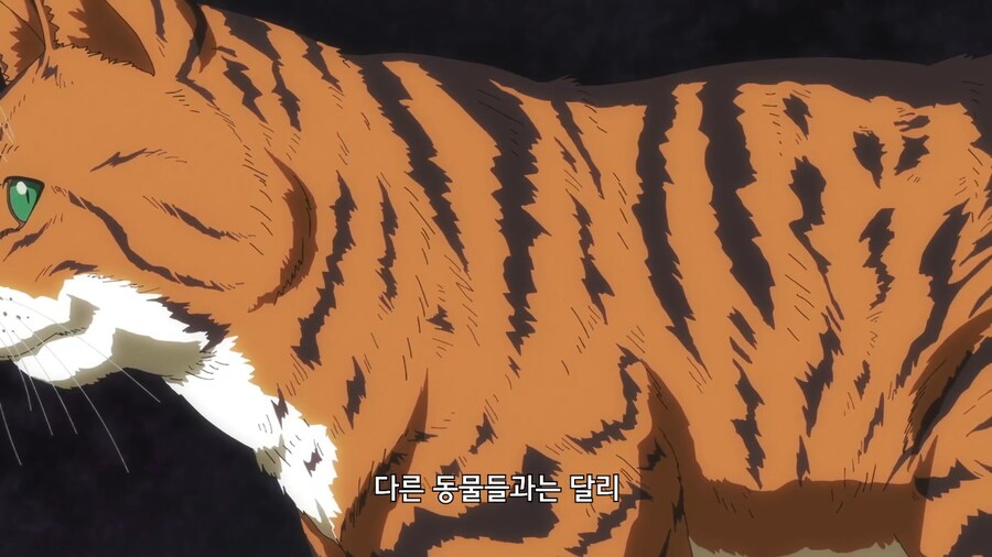 고양이가 물을 싫어하는 이유_3.jpg