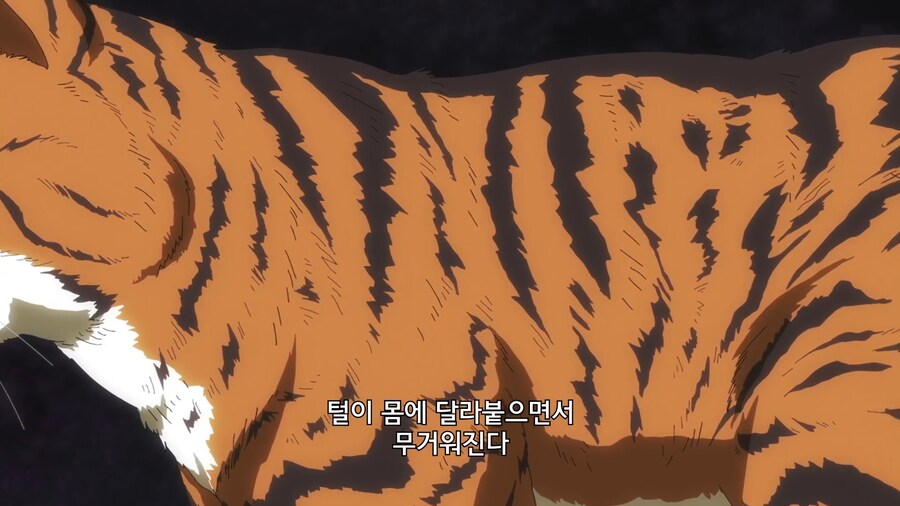 고양이가 물을 싫어하는 이유_5.jpg