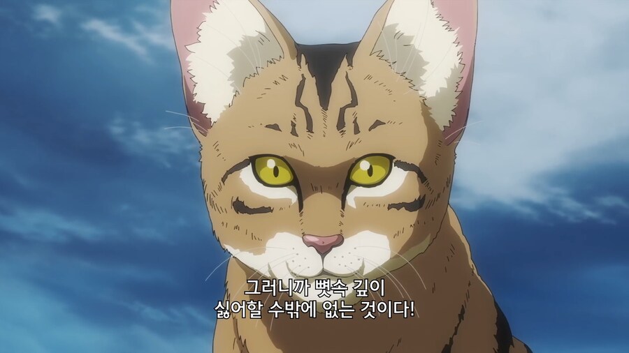 고양이가 물을 싫어하는 이유_11.jpg