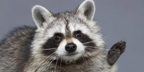 남국의 소녀에게 주워진.manhwa_12.webp