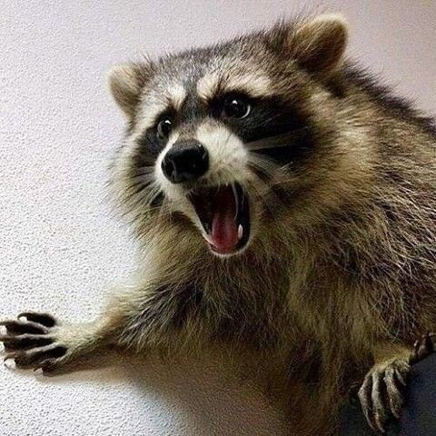 갸루 후배가 협박하는.manhwa_11.jpg