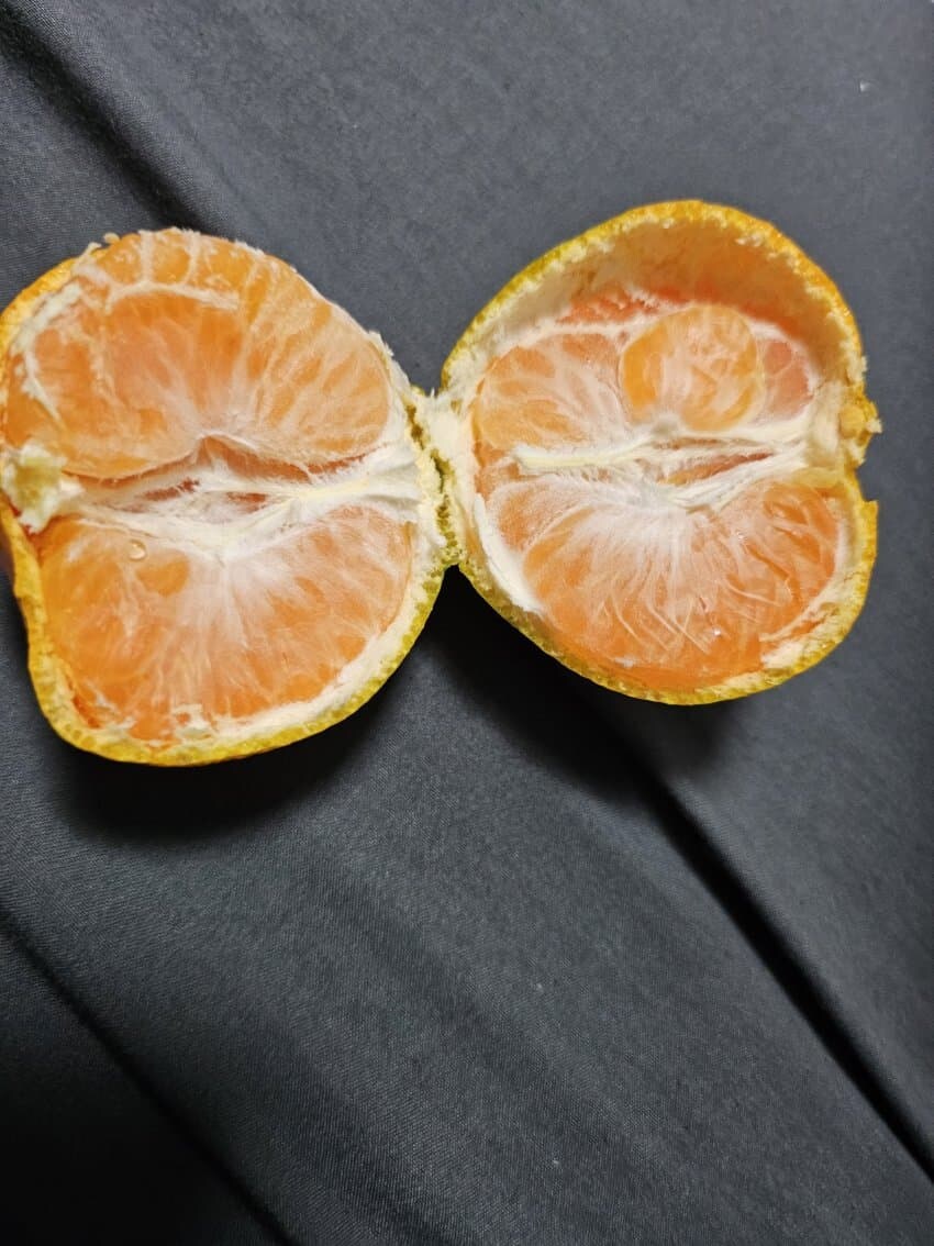 [말딸] 이젠 귤도 코큐트의 시대에용_1.jpg