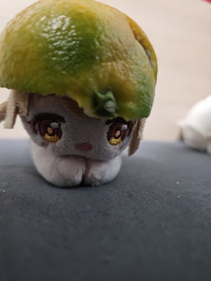 [말딸] 이젠 귤도 코큐트의 시대에용_3.jpg