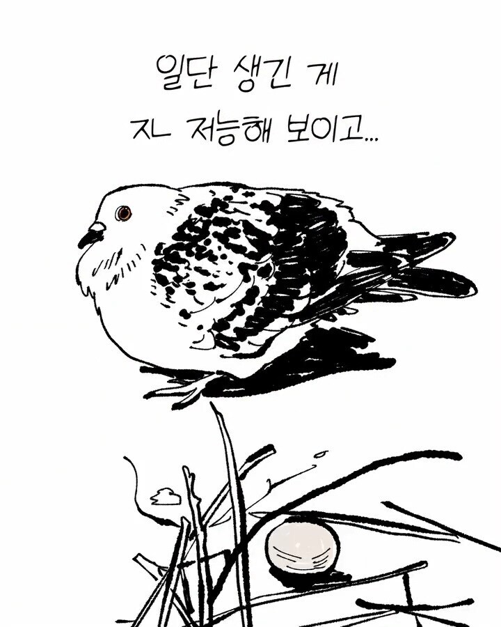 비둘기가 너무 귀여운 만화_3.jpg