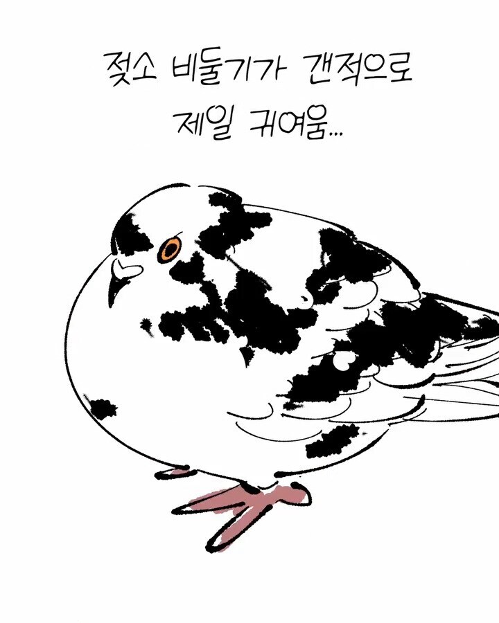 비둘기가 너무 귀여운 만화_7.jpg