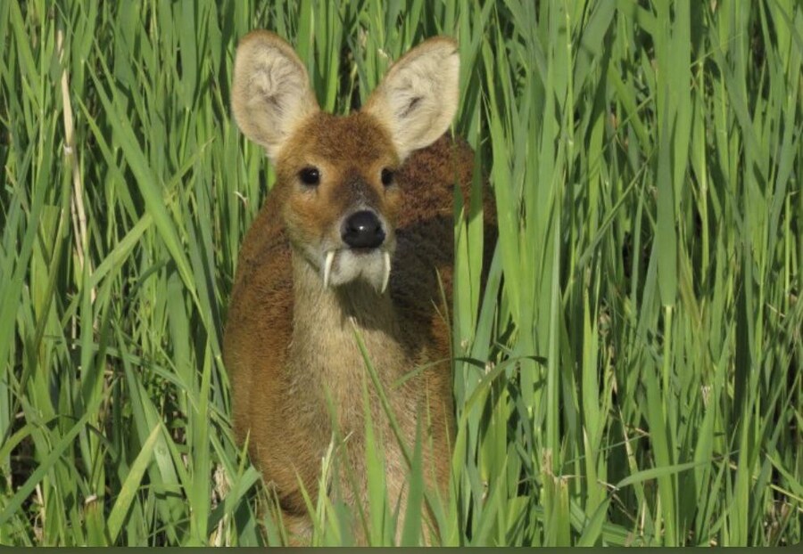 한국인은 이해하기 쉬운 판타지 마수를 사냥해야 하는 이유_2.jpg