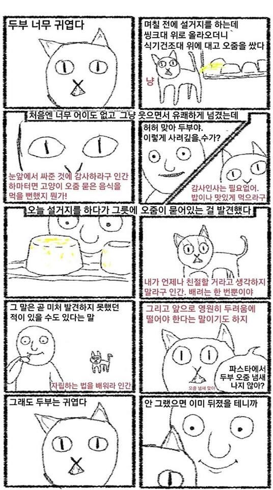 고양이 두부 만화에 대한 진실_1.jpg