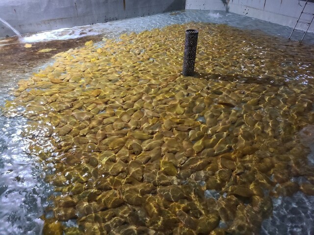 요리만화에서 90% 쓰레기로 취급되는 식재료_1.png