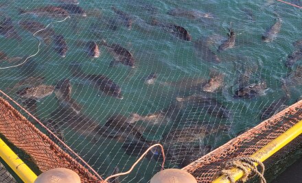 요리만화에서 90% 쓰레기로 취급되는 식재료_2.png