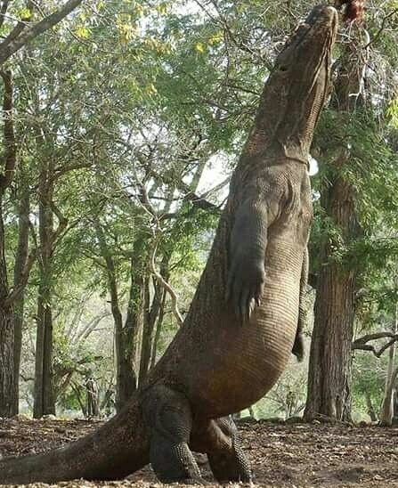 콩고에 사는 티라노사우르스.manhwa_8.jpg