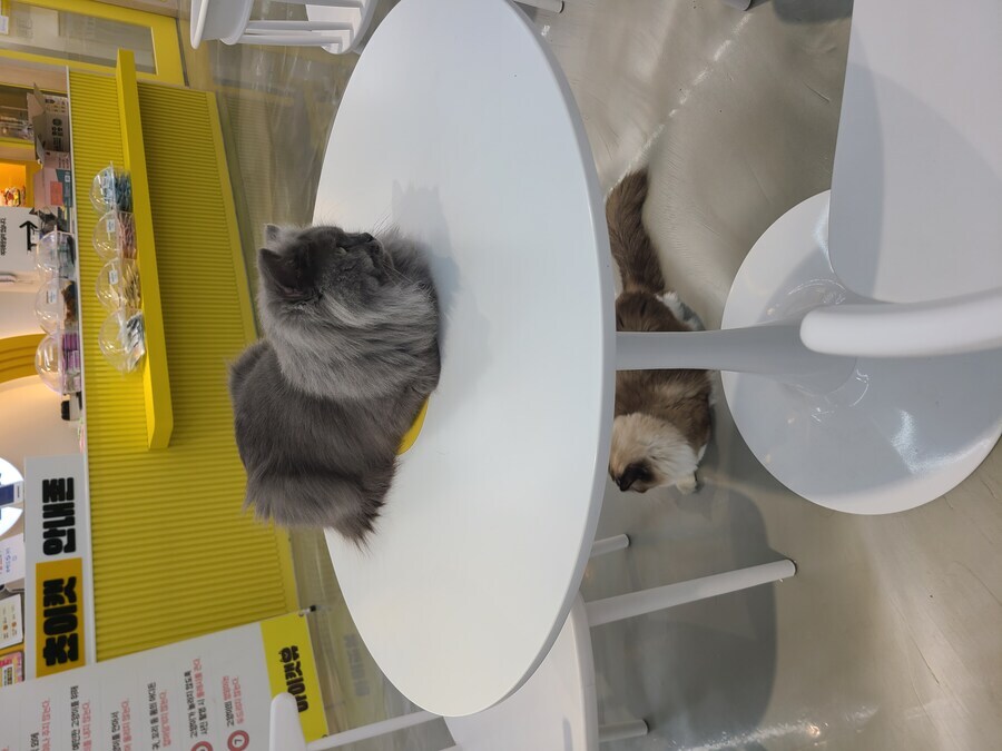 1만 8천원 만화 카페 혜자다 vs 창렬이다_10.jpg