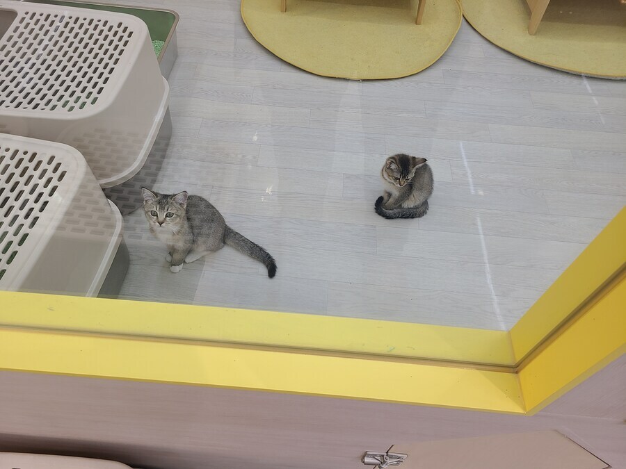 1만 8천원 만화 카페 혜자다 vs 창렬이다_11.jpg