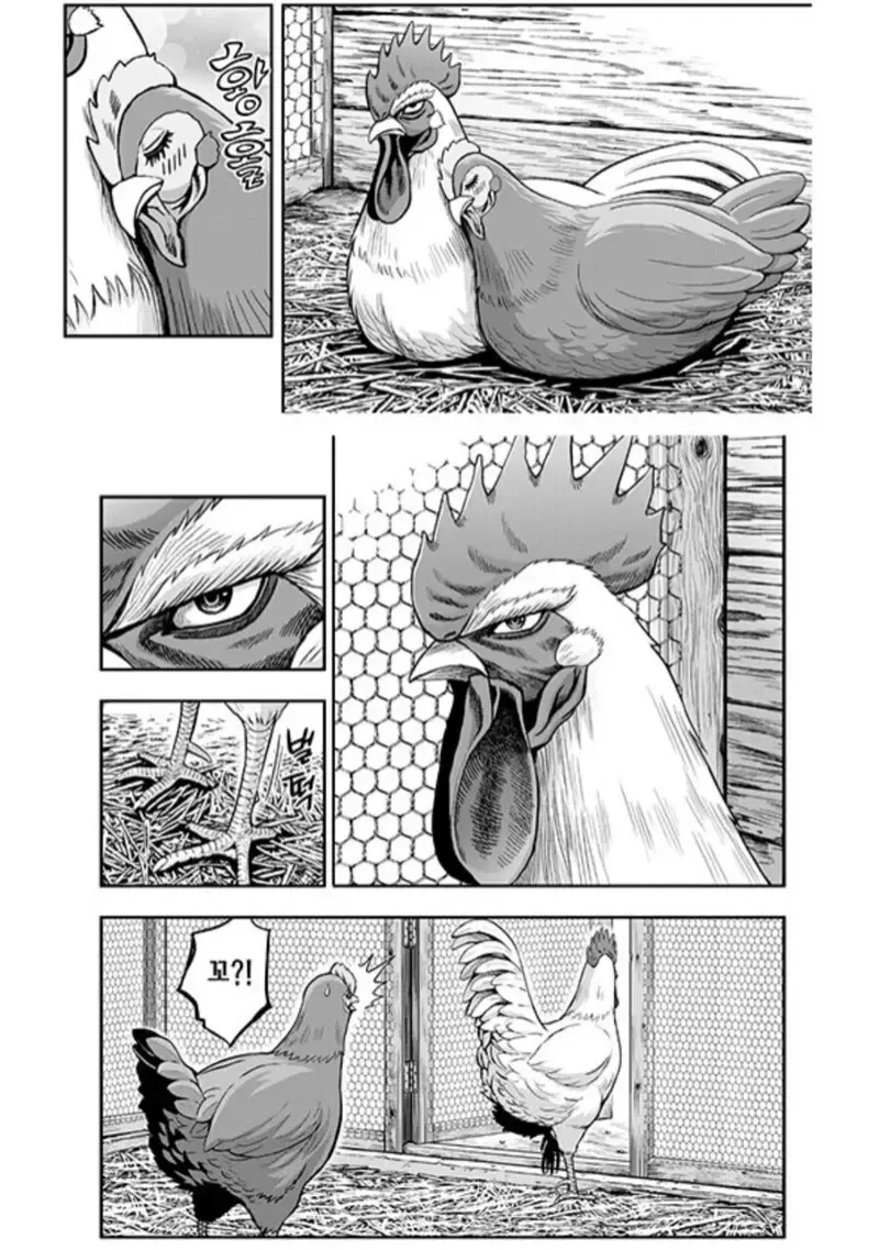 닭이 ㅅㅅ하는 manhwa_3.webp