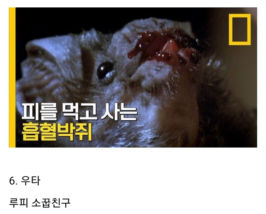 원피스 루피의 아내 후보들_6.jpg